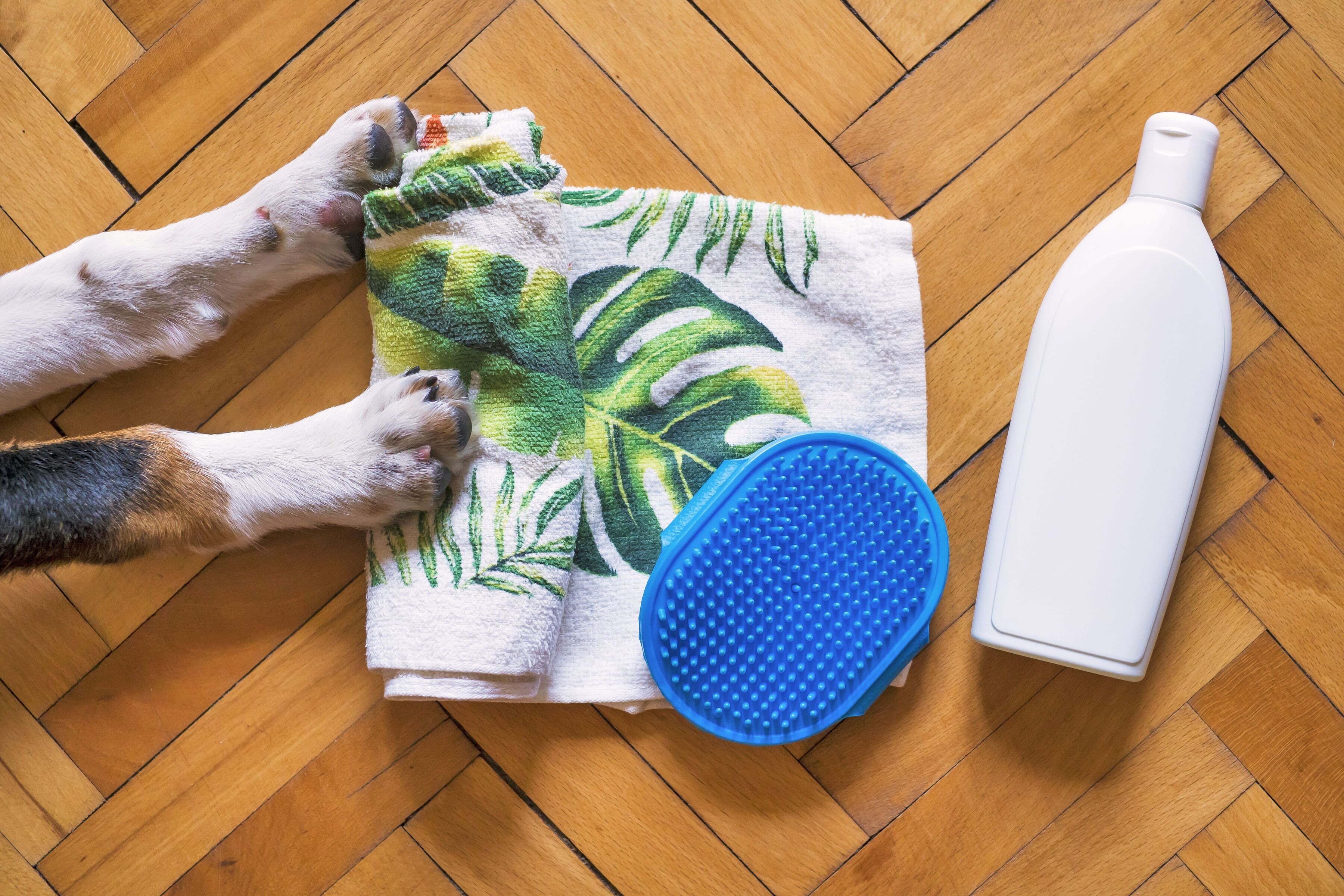 Pet Products